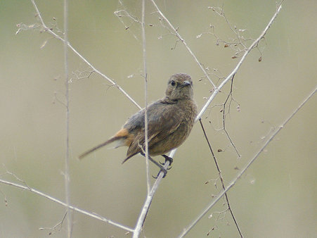 クロノビタキ♀(Pied Bushchat) IMGP114514_R