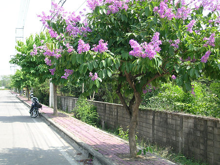 花いっぱいのチェンマイ(6) DSCN4894_R