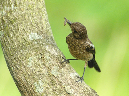 クロノビタキ若 (Pied Bushchat_Juvenile) IMGP117673_R