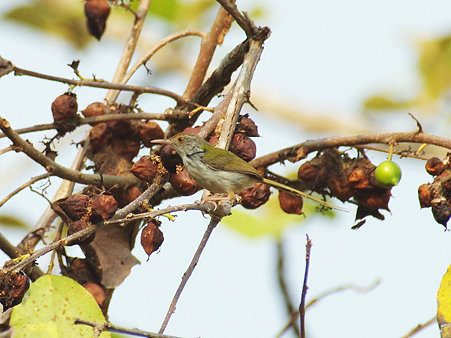 オナガサイホウチョウ(Common Tailorbird) IMGP115326_R3
