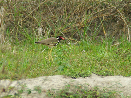 インドトサカゲリ(Red-wattled Lapwing) IMGP117433_R