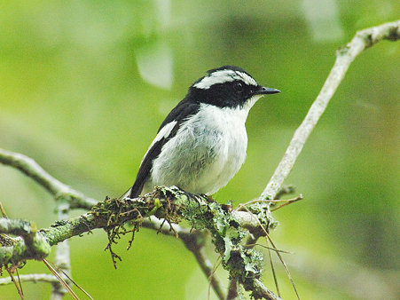 ハジロマユヒタキ♂(Little Pied Flycatcher) IMGP118770(LR)_R2