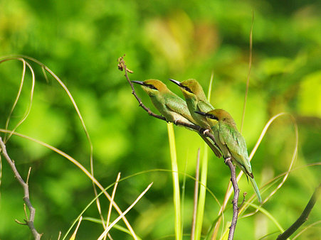 ミドリハチクイ(Green Bee-eater) IMGP118549_R