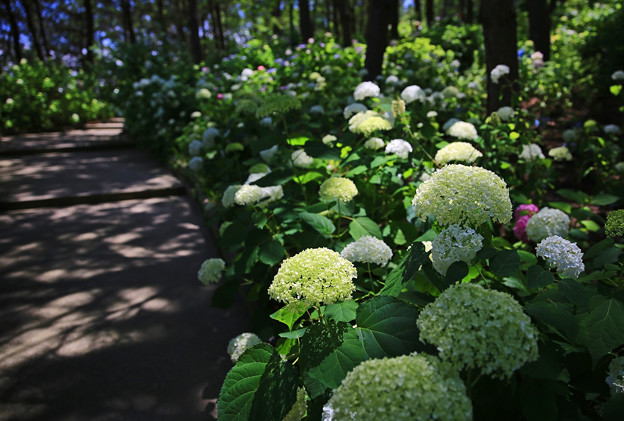 写真: z1M0A8143