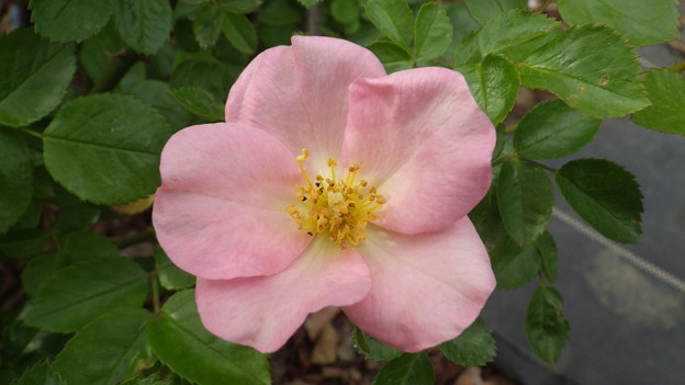 一重咲きのピンクのバラ 写真共有サイト フォト蔵