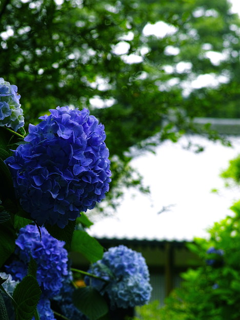 SDIM1279