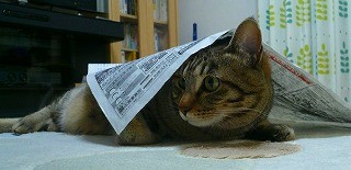 みーちゃんと新聞紙P1080440