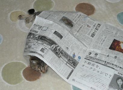 みーちゃんと新聞
