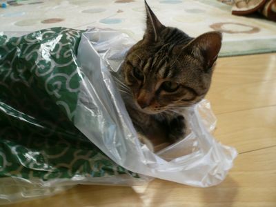 袋入りみかん