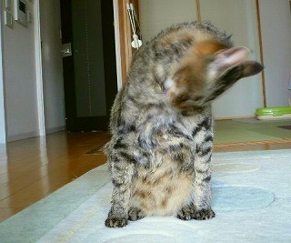 みーちゃんお風呂P1080888