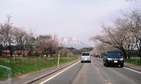 桜並木と岩手山