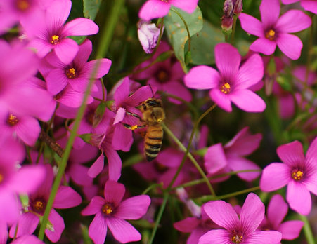 蜂と花