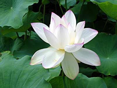 20080812_01