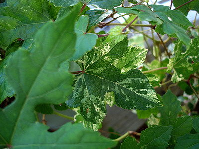 20080816_04