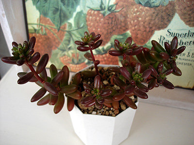 DSC06971