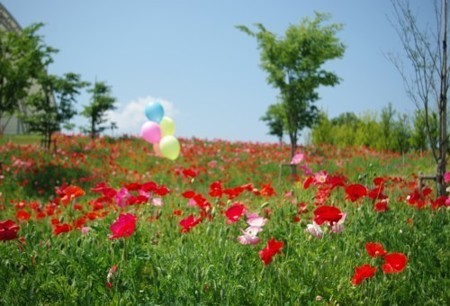 IMGP3852_0527