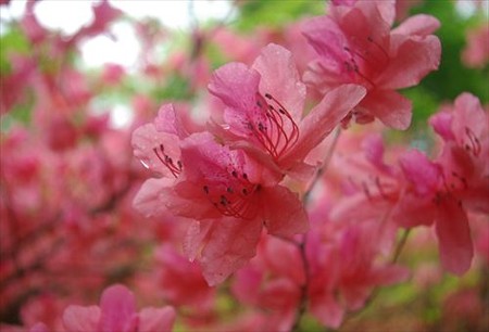 IMGP0469_0429