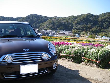 お花畑とMINI