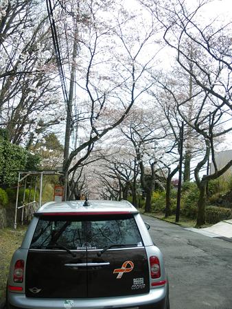 桜のトンネルとミニ（後ろ姿）