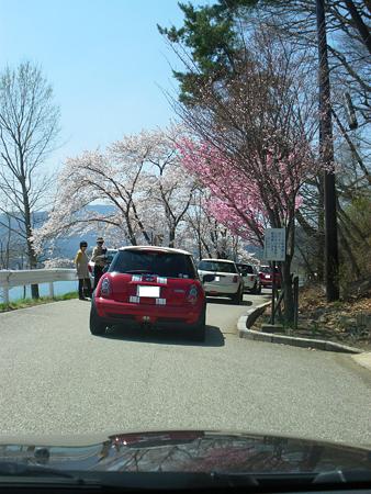 桜のトンネルとMINI