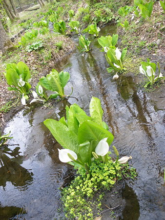 水芭蕉