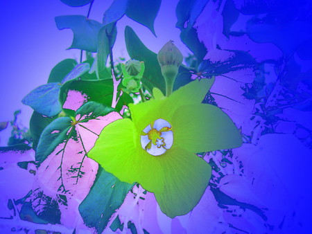 islands of flowers in ニライカナイ-03