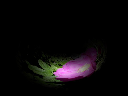 islands of flowers in ニライカナイ-09b
