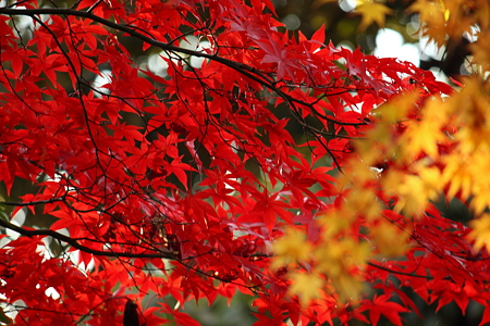 遅れた紅葉