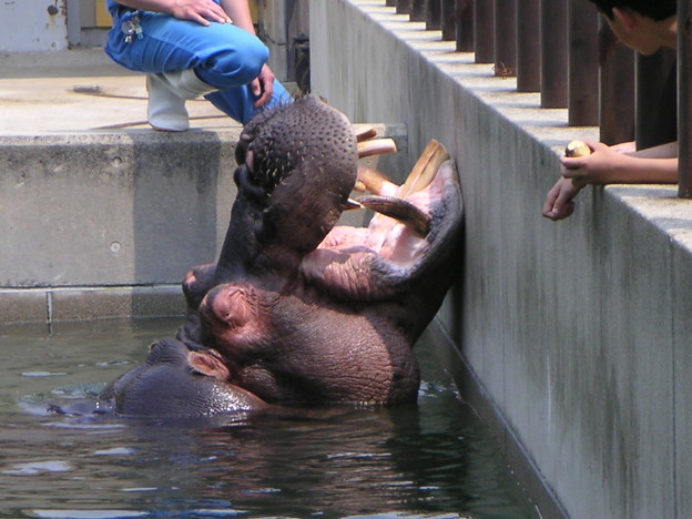 とべ動物園 かばさんぱっくり 写真共有サイト フォト蔵