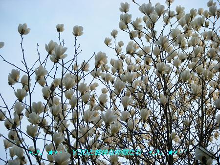 DSCF2751_pa