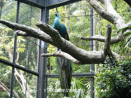 DSCF2806_pa