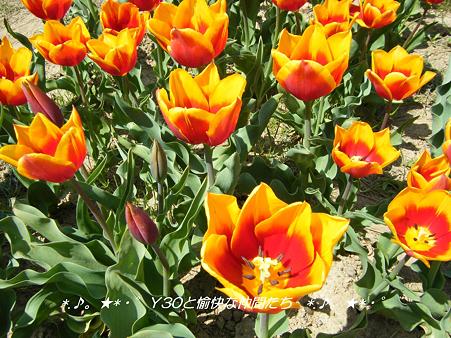 DSCF8091_pa