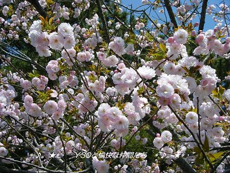 DSCF8082_pa