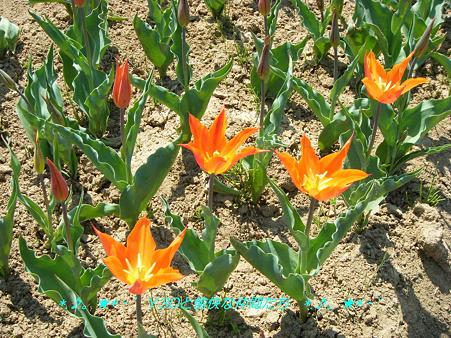 DSCF8028_pa