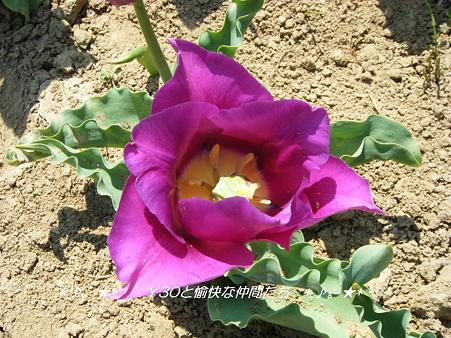 DSCF8025_pa