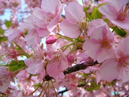 DSCF6260_P