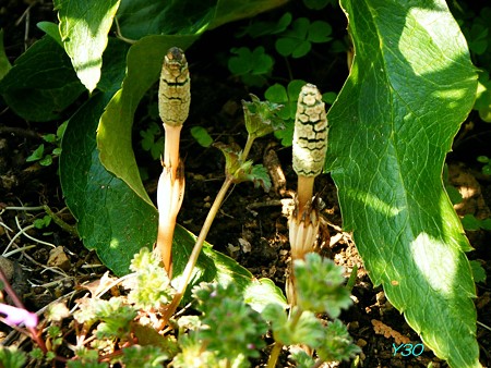 DSCF6317_P