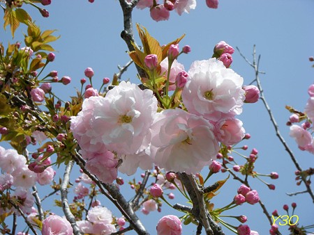 DSCF6604_P