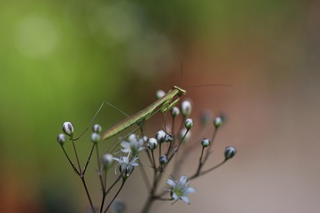 カマキリの赤ちゃん　　ちっちゃいカスミソウの花に！