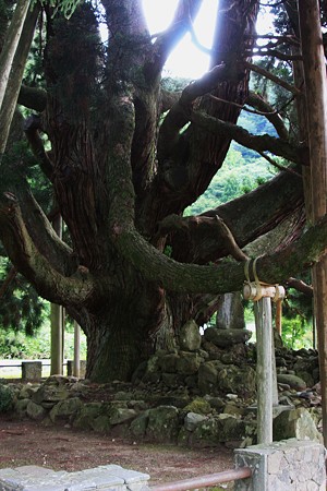 大きな杉の木 (2)　(御仏供杉)おぼけすぎ