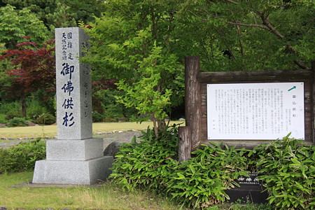 樹齢660余年　(御仏供杉)　おぼけすぎ