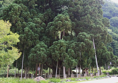 大きな杉の木(1)　(御仏供杉)おぼけすぎ