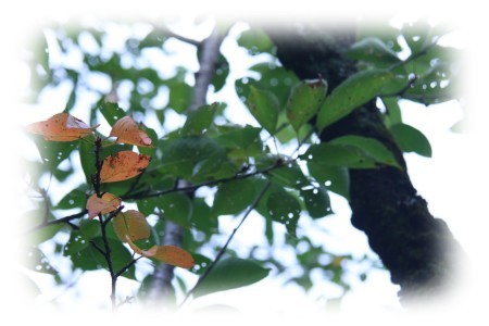 桜の葉、ちょっとだけ紅葉!