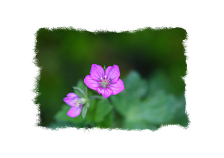 赤花ゲンノショウコ