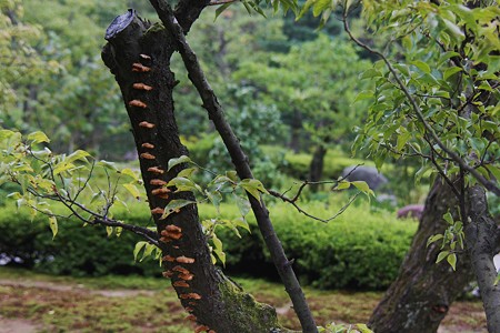 兼六園　梅の木