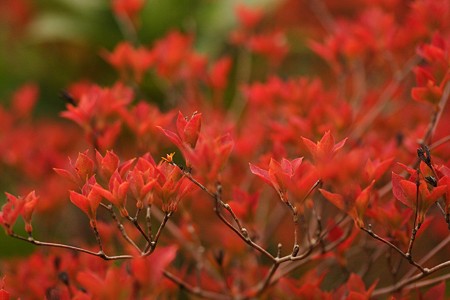 ドウダンツツジの紅葉