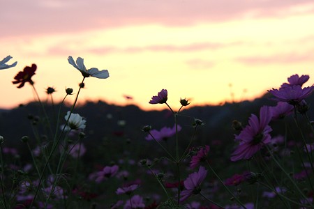 夕焼けとコスモス畑