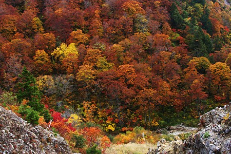 白山スーパー林道　谷の紅葉