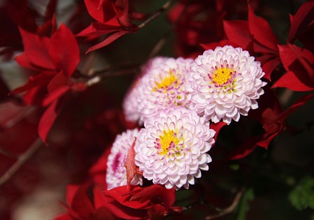 菊の花とドウダンツツジ