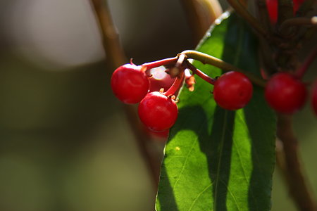 深紅のカラタチバナ　　紅い宝石 (#^.^#)